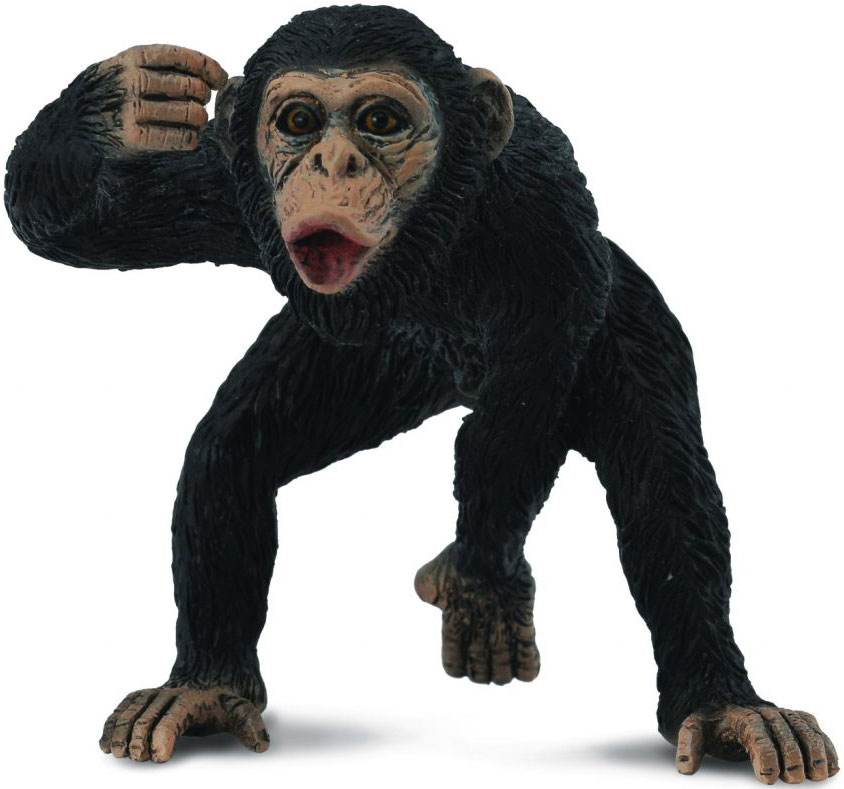 Шимпанзе, самец, M