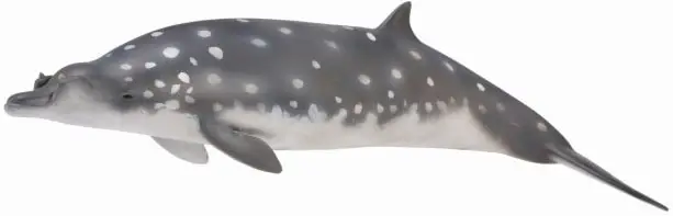 Клюворылый кит, L